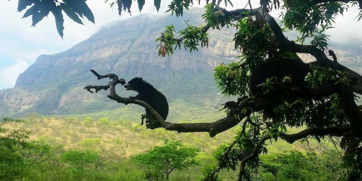 Chaparrí: territorio, conservación y resistencia frente a una estrategia de despojo